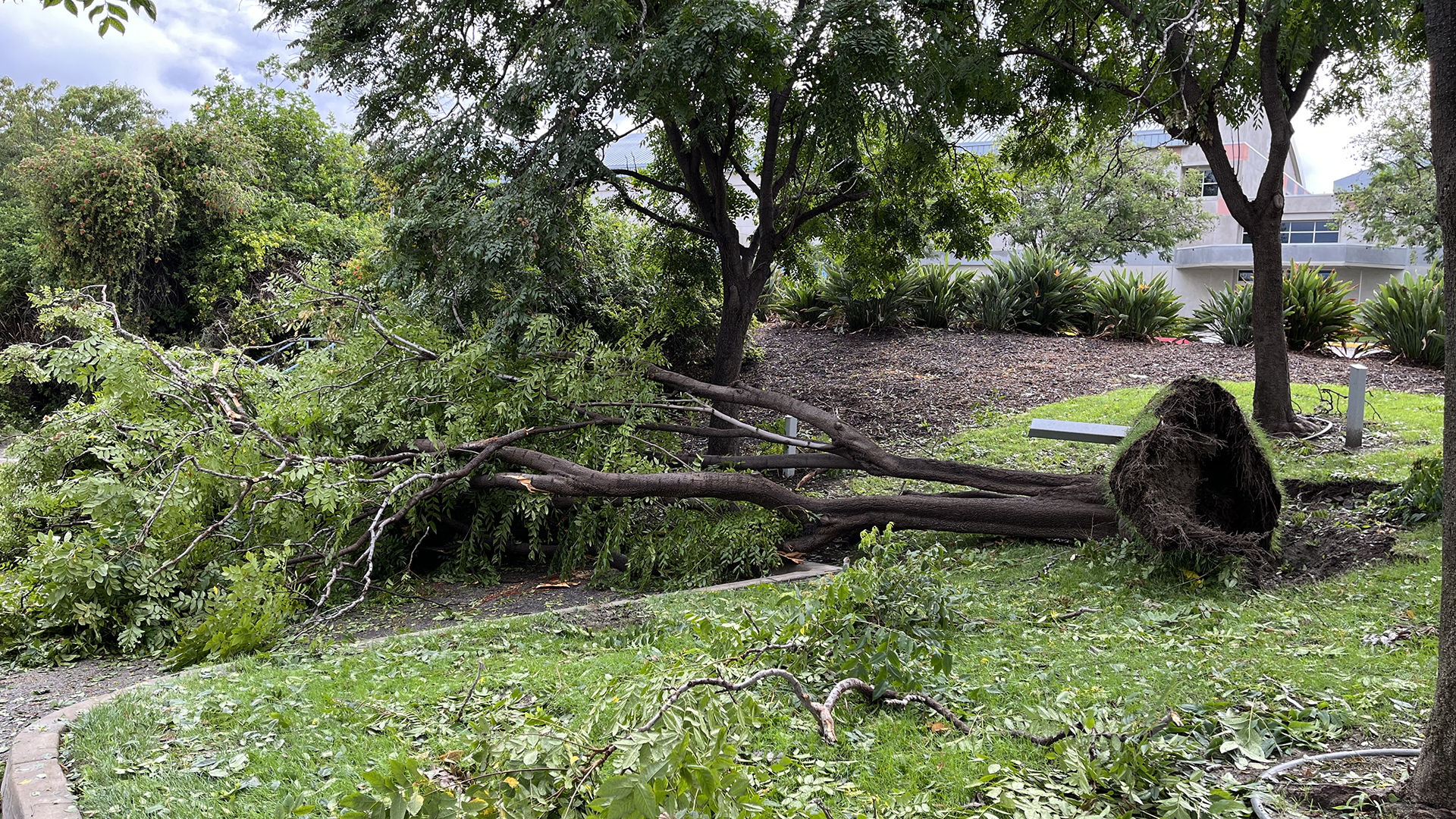 Tree topples